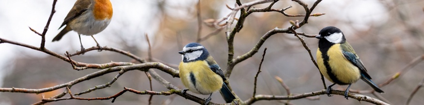 KI-generierte Ergänzung: Vögel auf Ästen