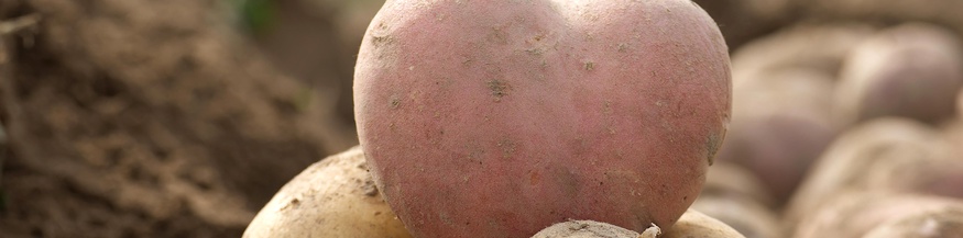 Erdäpfel in Herzform