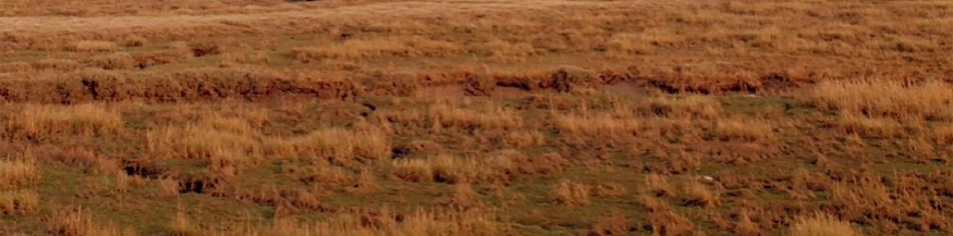 András Visky: "Die Aussiedlung", Ausschnitt des Umschlags