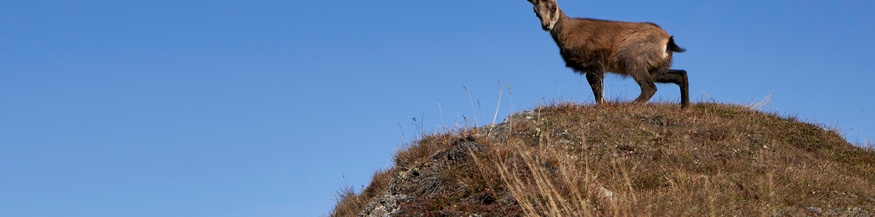 Gams am Mohar, Nationalpark Hohe Tauern