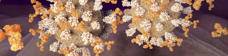 Antikörper (gelb) greifen an