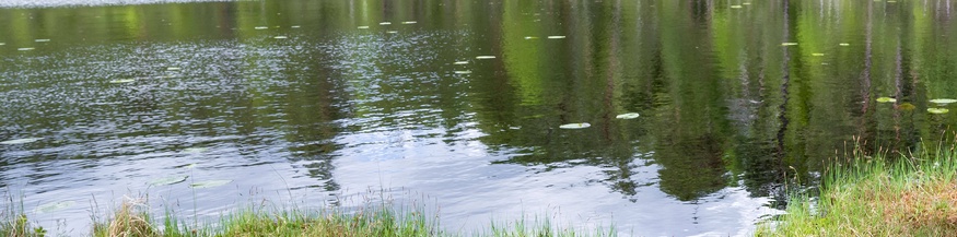 Waldsee