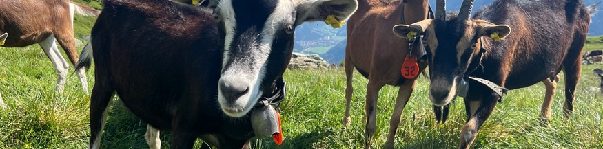 Ziegen auf der Alp Tea