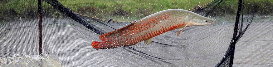 Arapaima