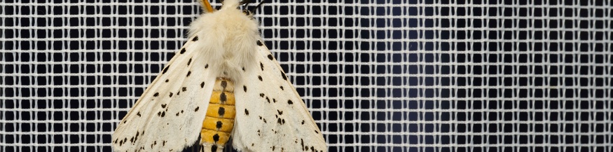 Nachtfalter Breitflügeliger Fleckleibbär (Spilosoma lubricipeda)