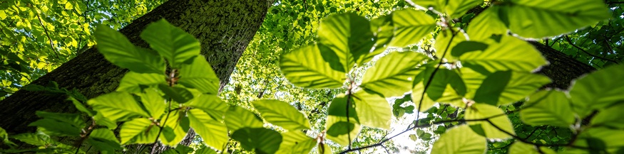 Sonne scheint durch Blätter im Wald