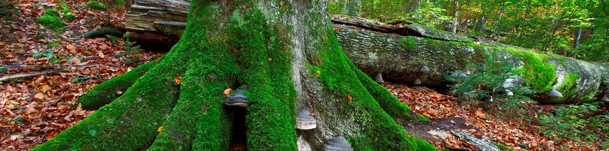 HANS GLADER Rothwald