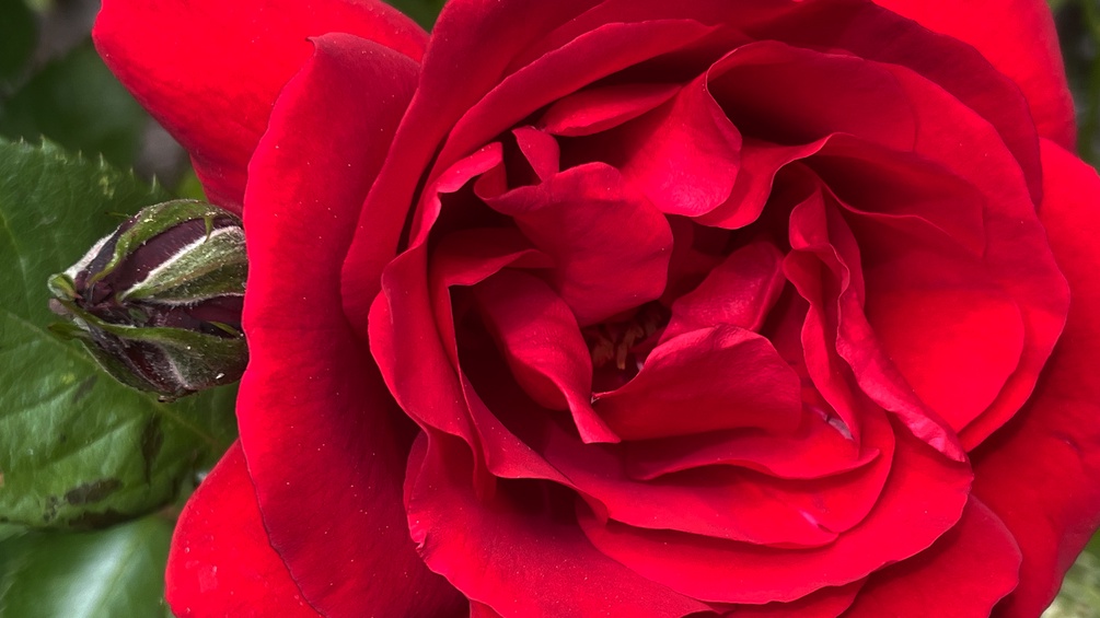 Eine rote Rose und eine Knospe.