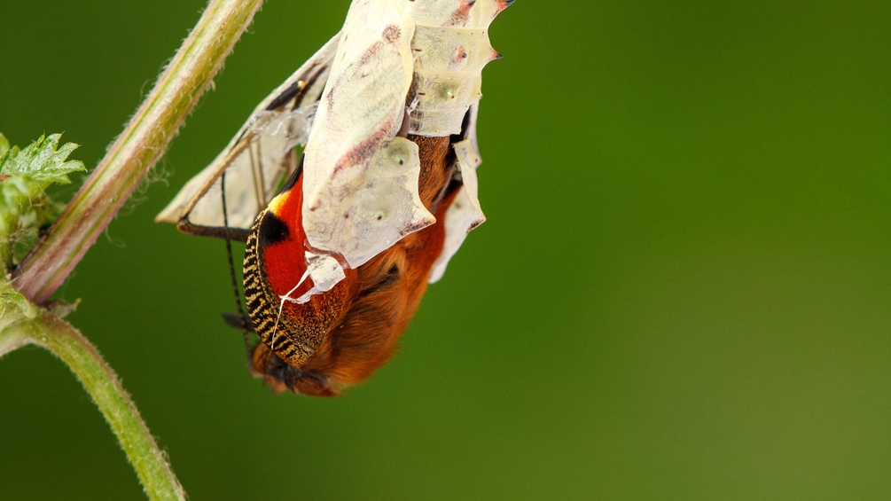 Schlüpfender Schmetterling