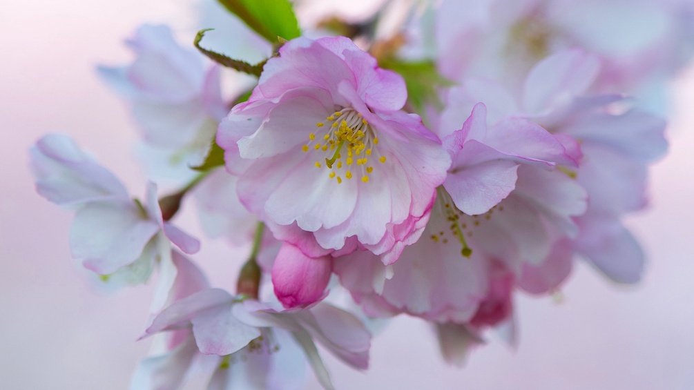 japanische Blütenkirschen