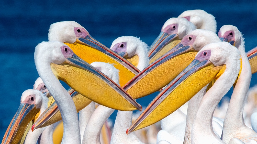 Pelikane an einem Wasserreservoir
