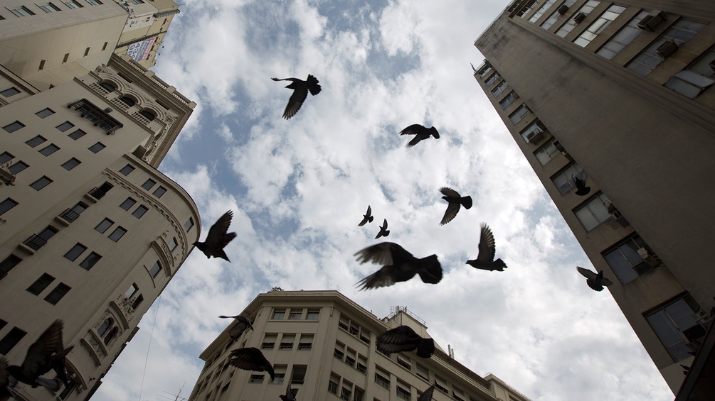 Blick nach oben in der Downtown von Buenos Aires, Vögel fliegen