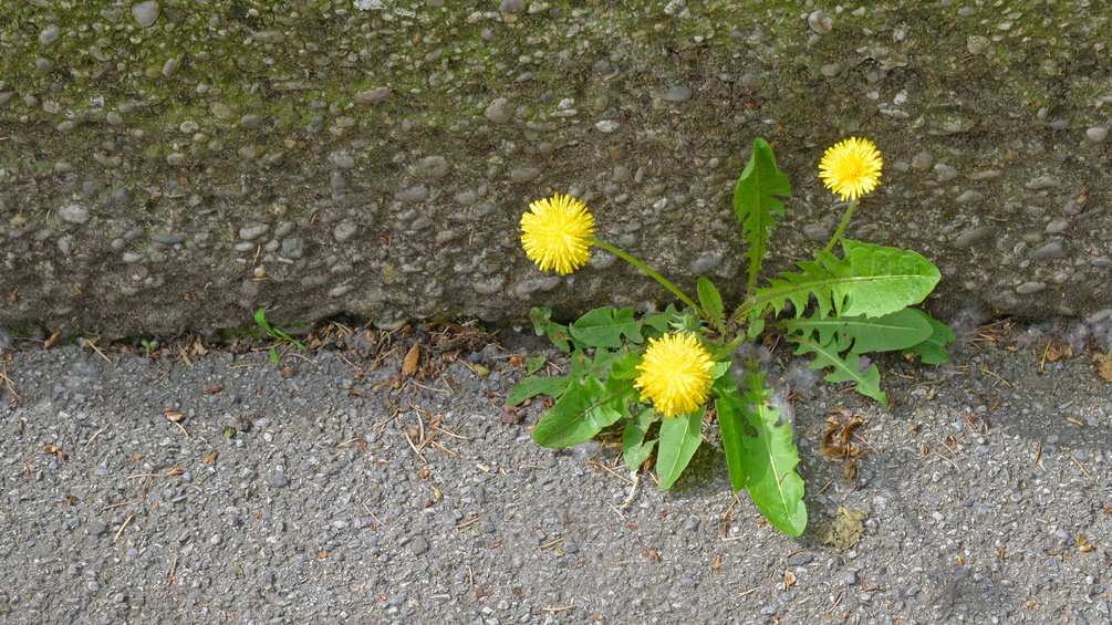 Löwenzahn