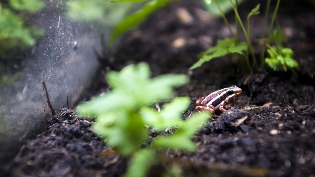 Kleiner Frosch in einem Vivarium