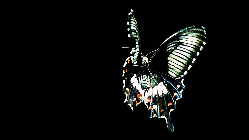 Ein Schmetterling auf schwarzem Hintergrund.