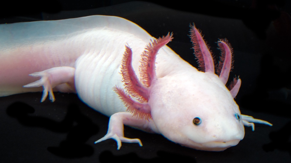 Axolotl