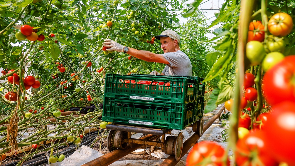 Ein Mitarbeiter mit Schwerbehinderung erntet im Gewaechshaus reife Tomaten
