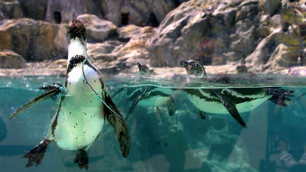 Pinguine hinter Glas im Wasser.