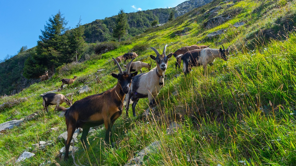 Ziegen in Südtirol