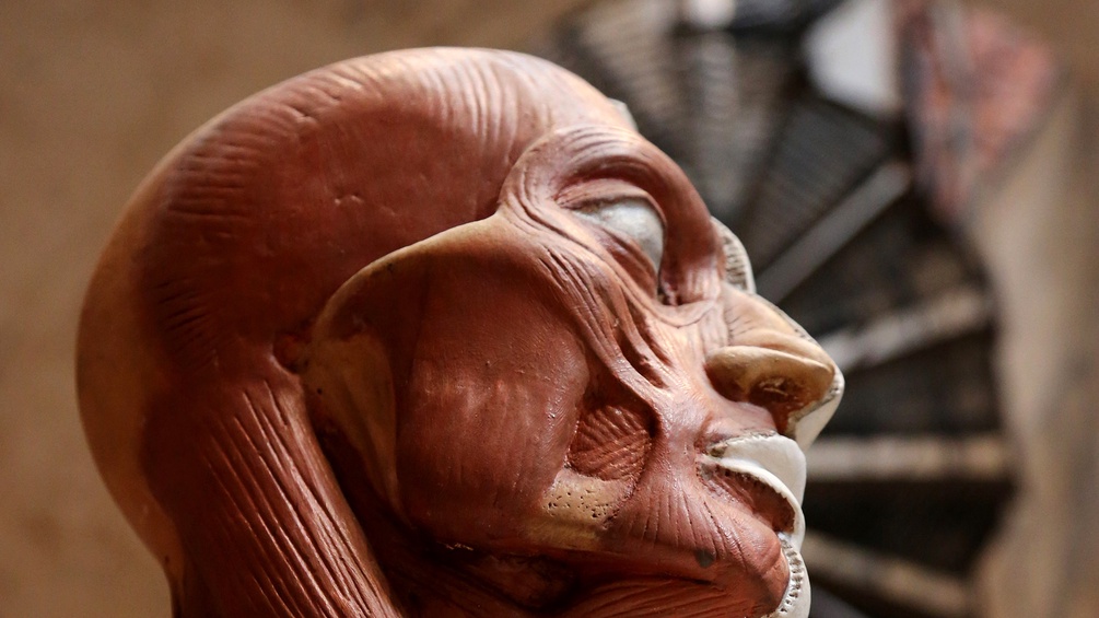 Präparierter Menschenkopf, Muskulatur - Anatomisches Lehrmodell