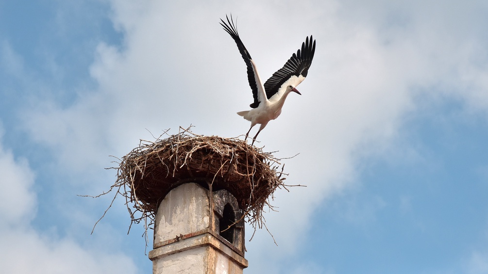 Ein vom Storchennest wegfliegender Storch in Rust im Burgenland