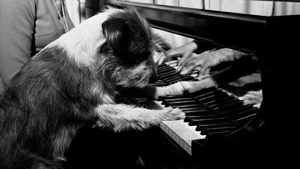 Ein Hund sitzt am Klavier