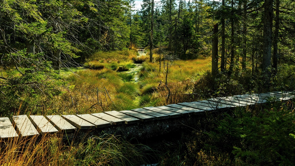 Holzbrücke im Wald