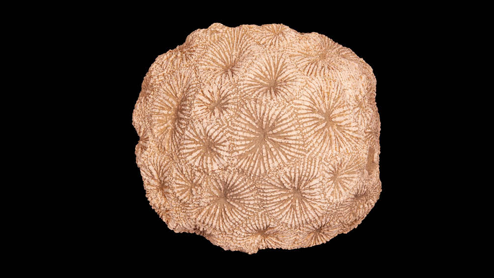 Pseudofavia_grandiflora, Fossil
