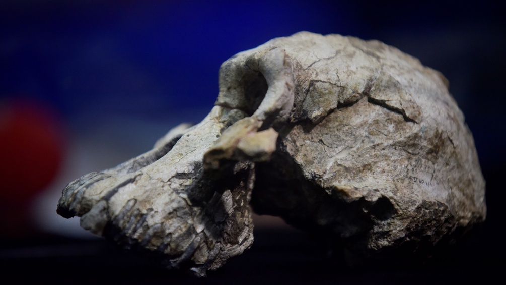 Ein vier Millionen Jahre alter Schädel