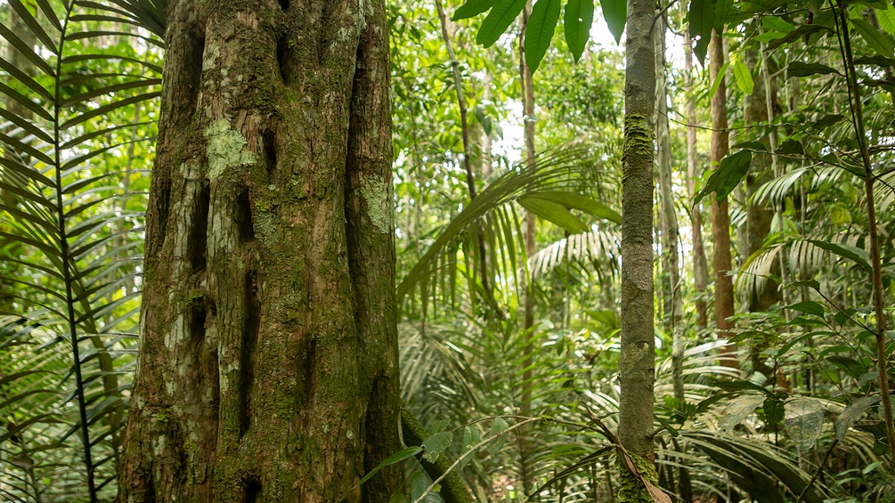 Regenwald
