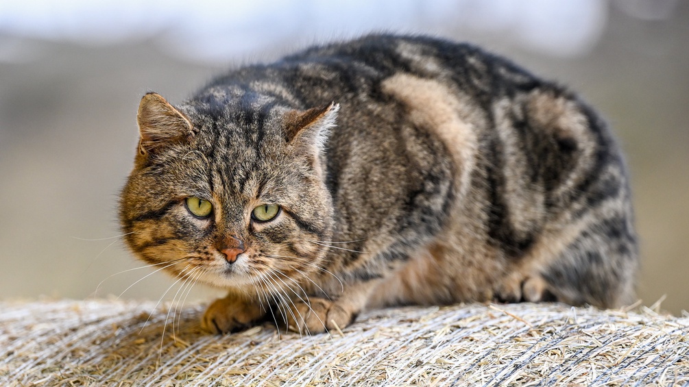 Kater auf Strohballen