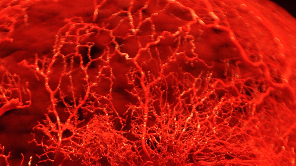 Blutgefäße