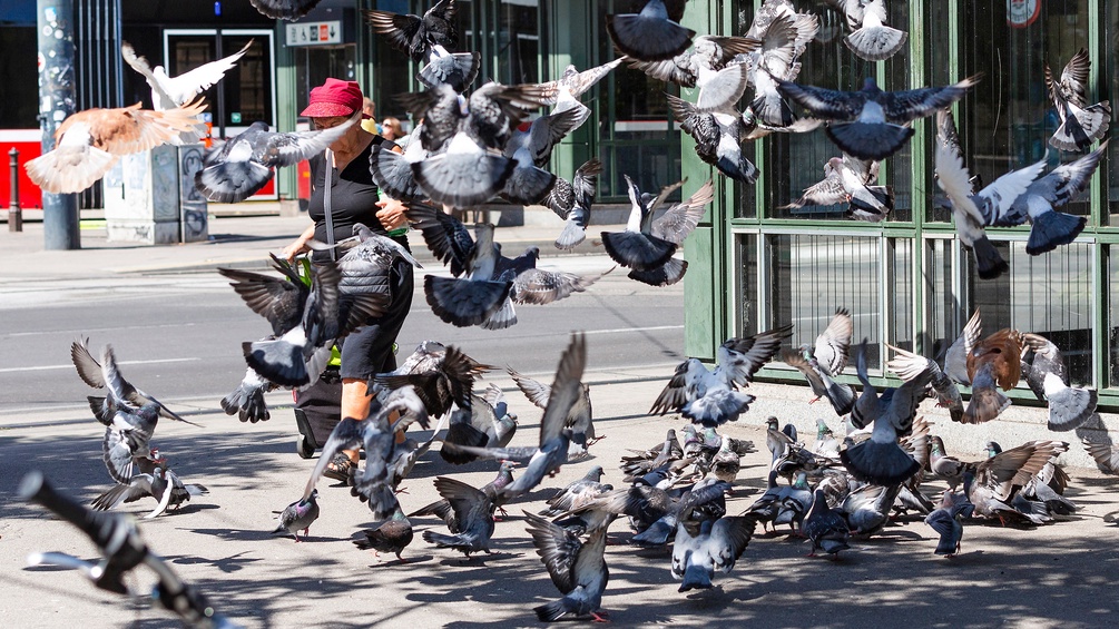 Tauben in der Stadt