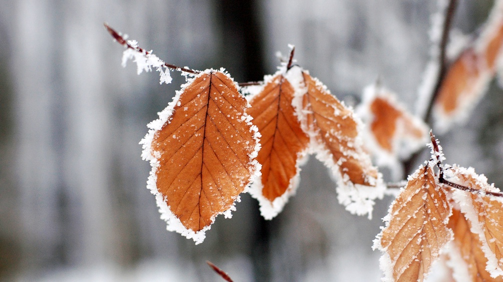 Blätter im Winter