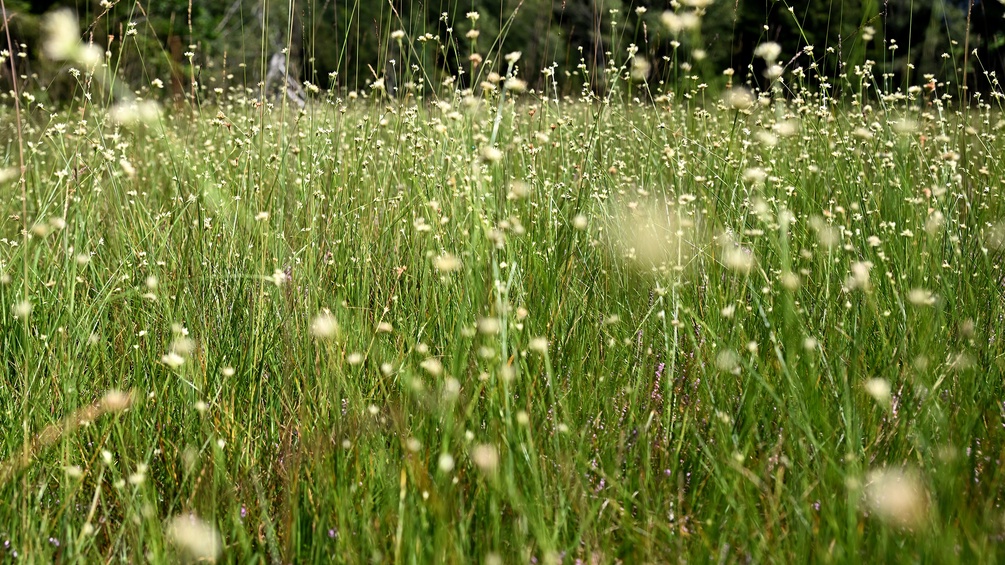 Wiese, Moorlandschaft