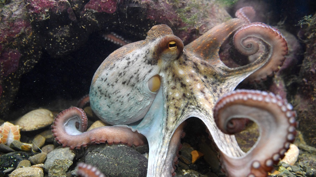 Oktopus, Krake
