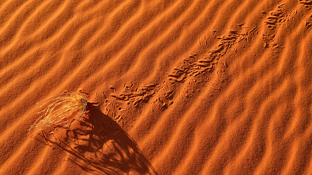 Spuren im Sand der algerischen Wüste