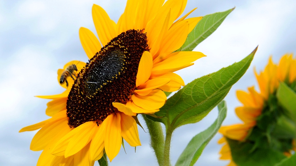 Eine Biene landet auf einer Sonnenblume.