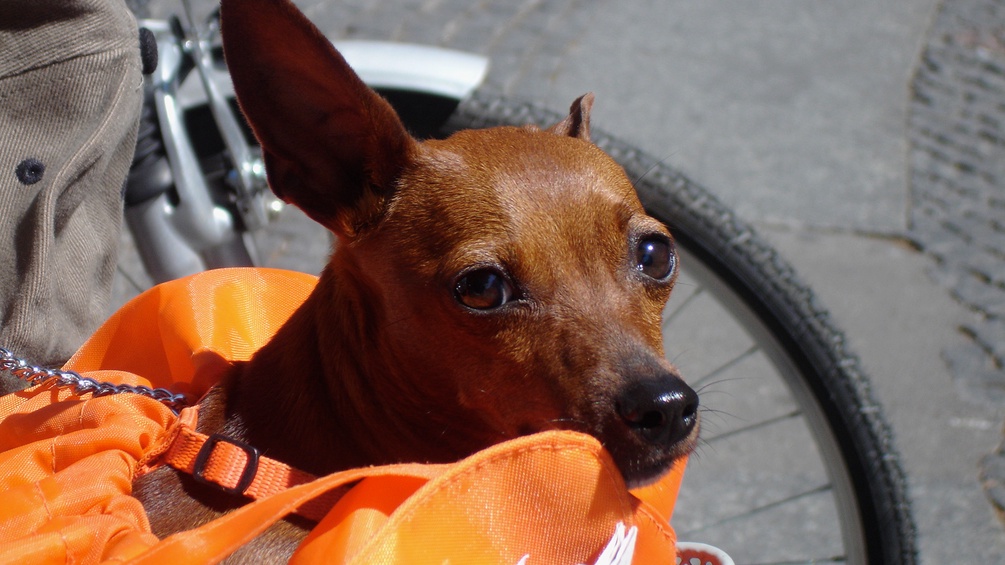 Hund in Fahrradtasche