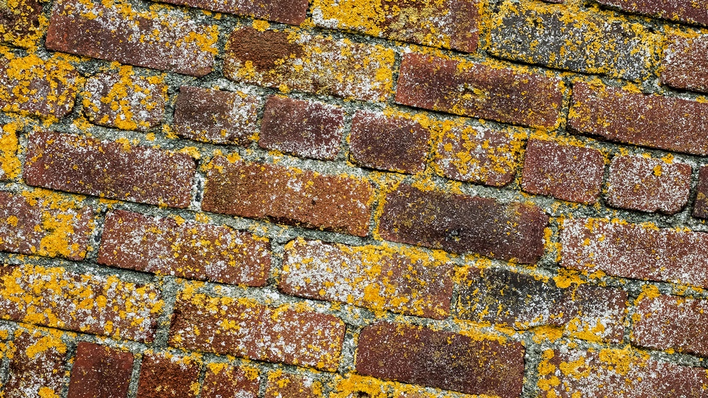 Gelbe Flechten