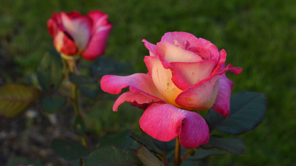 Zwei Rosen in pink
