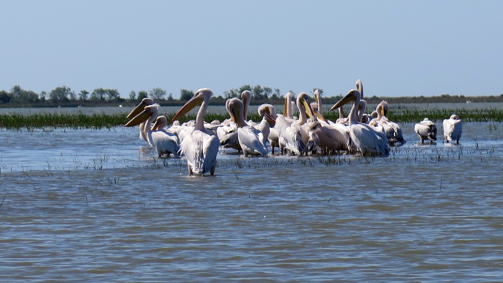 Donau-Erkundung: Pelikane
