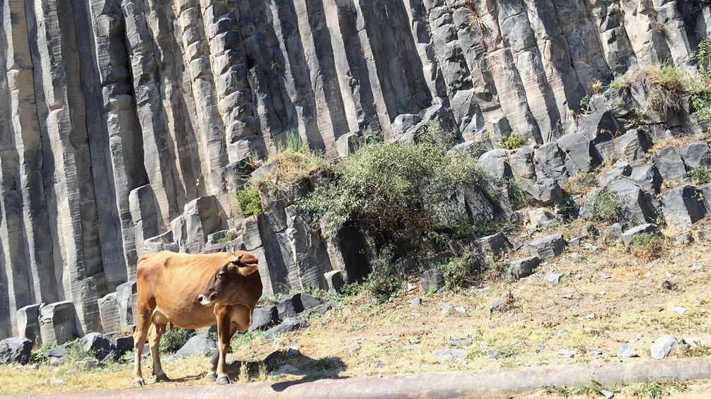 Kuh in Armenien