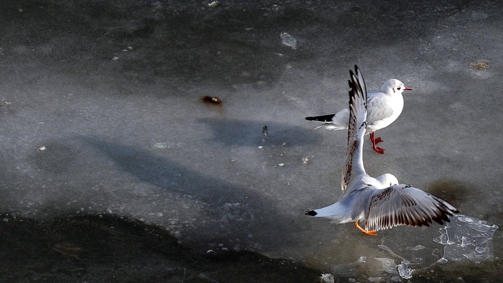 Vögel auf Eis
