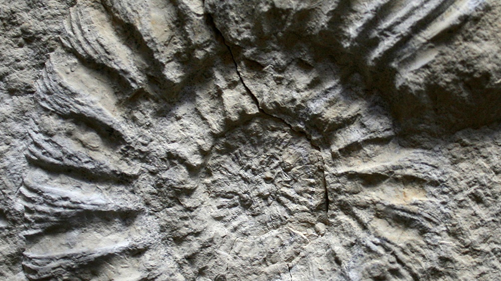 Fossil einer Königskrabbe
