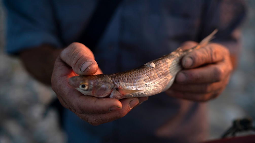 Fischer hält Fisch aus dem Vjosa-Fluss