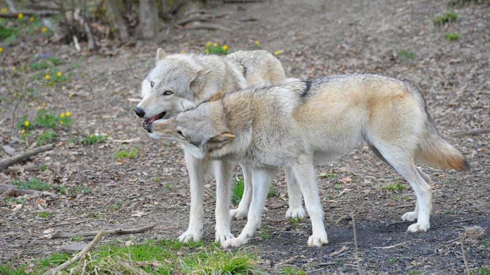 Zwei Wölfe im Wald