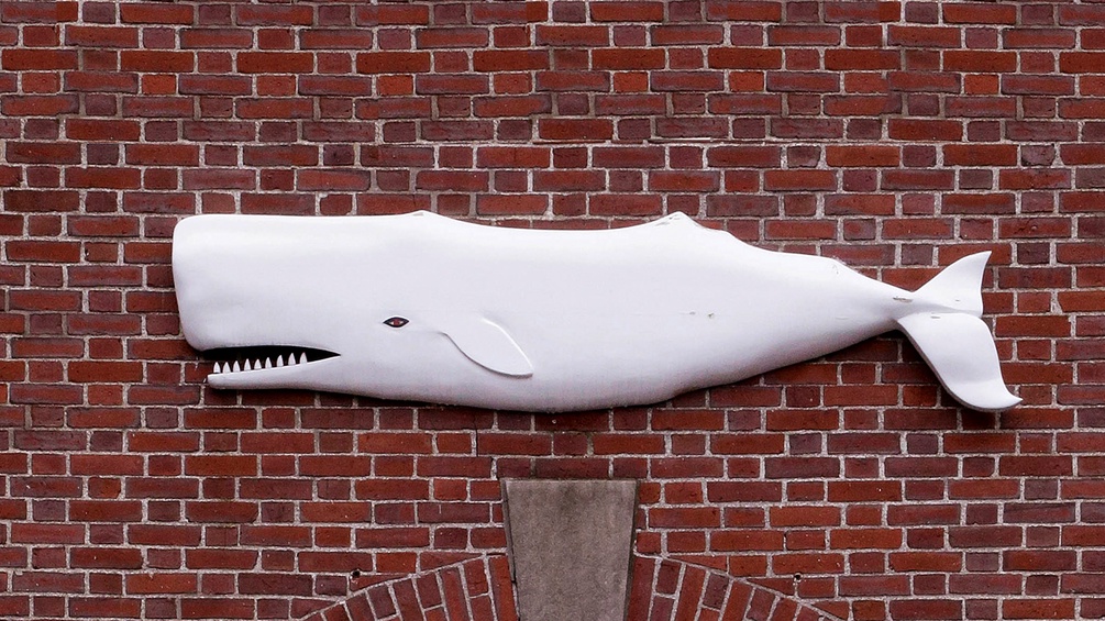 Der Waal namens "Moby-Dick"