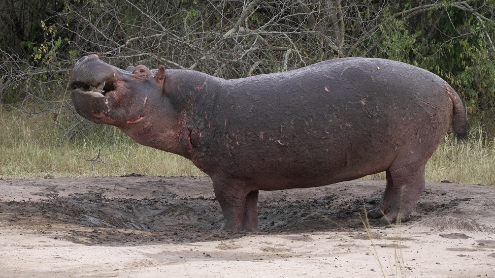 Flusspferd im Schlamm im iSimangaliso Wetland Park