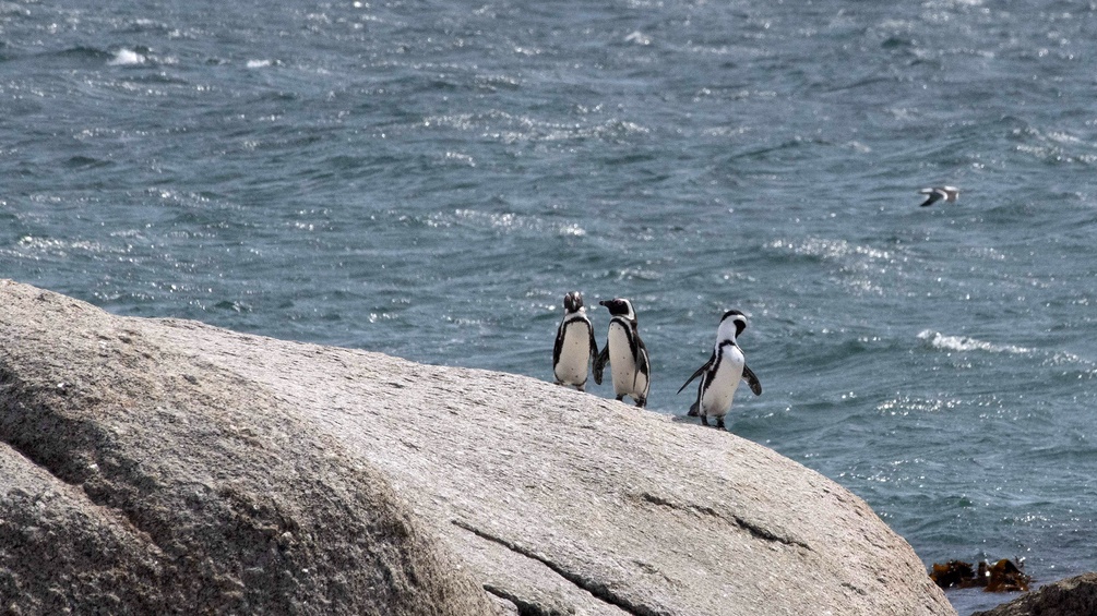 Südafrikanische Pinguine in der Nähe von Kapstadt